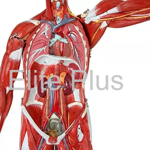 ZX-1222PN Muscular Human Body 78 cm, 27 parts