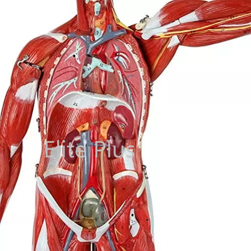 ZX-1222PN Muscular Human Body 78 cm, 27 parts