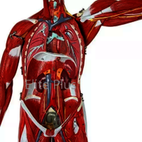 ZX-1222PN Muscular Human Body 78 cm, 27 parts