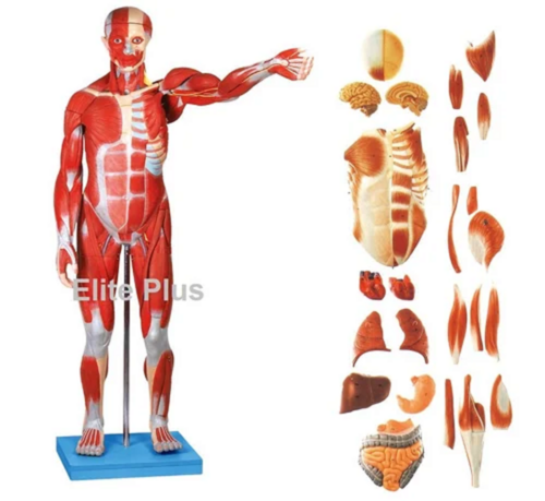 GD/A/11301/1 Male Muscle Figure 78 cm