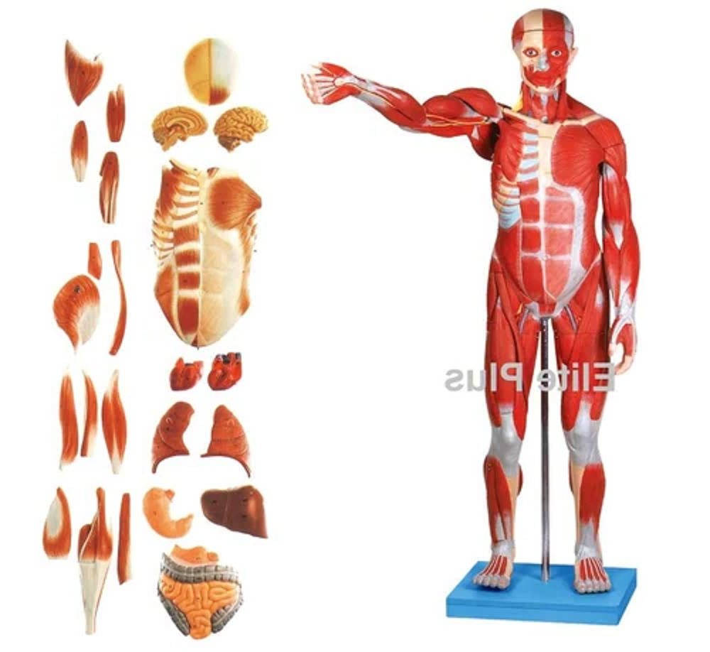 GD/A/11301/1 Male Muscle Figure 78 cm