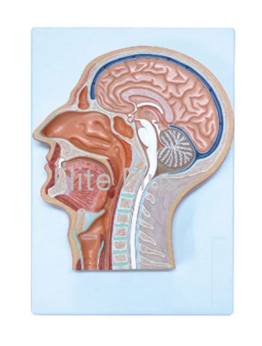 ZX-1414P Human Head Model Sagittal Section