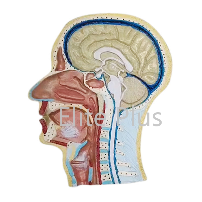 ZX-1414P Human Head Model Sagittal Section