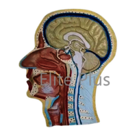 ZX-1414P Human Head Model Sagittal Section