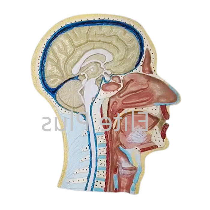 ZX-1414P Human Head Model Sagittal Section