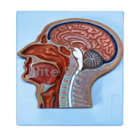 ZX-1414P Human Head Model Sagittal Section