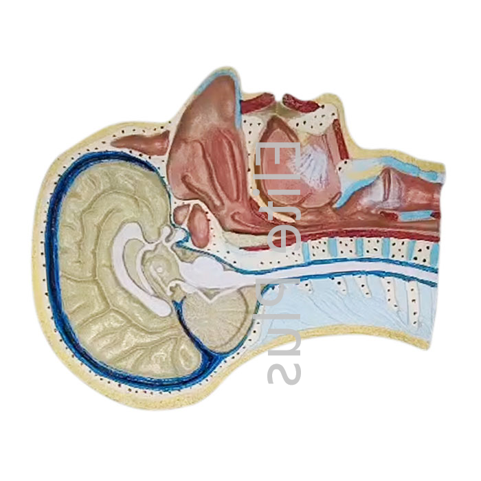 ZX-1414P Human Head Model Sagittal Section