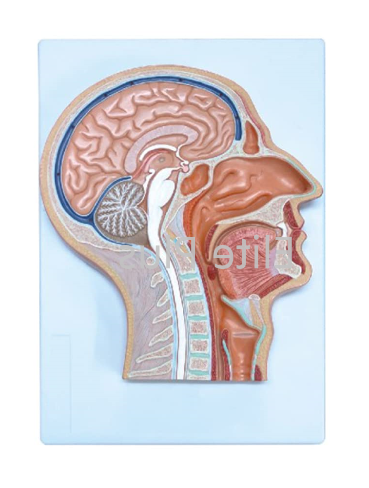 ZX-1414P Human Head Model Sagittal Section