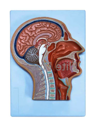 ZX-1414P Human Head Model Sagittal Section