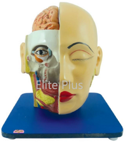 ZX-1409E Head, Brain and Eye