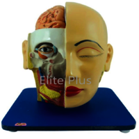 ZX-1409E Head, Brain and Eye