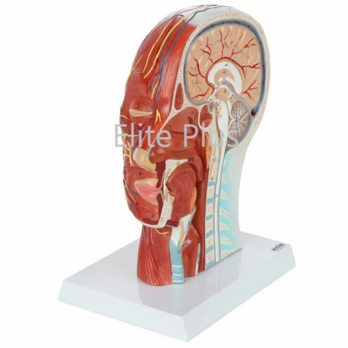 ZX-1413PN Half Head Model with Nerves & Vessels