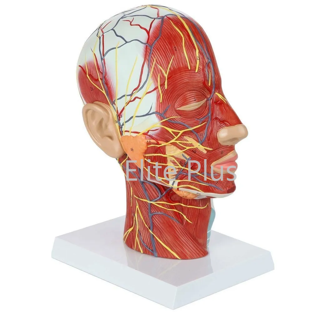 ZX-1413PN Half Head Model with Nerves & Vessels