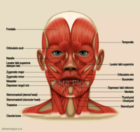 ZX-1432PN Head, Brain & Neck with Muscles