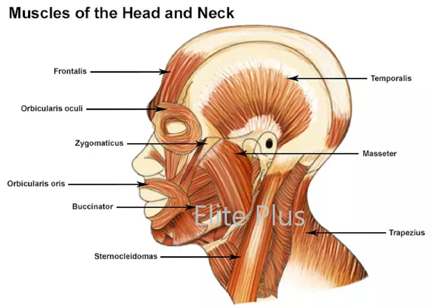 ZX-1432PN Head, Brain & Neck with Muscles