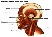 ZX-1432PN Head, Brain & Neck with Muscles