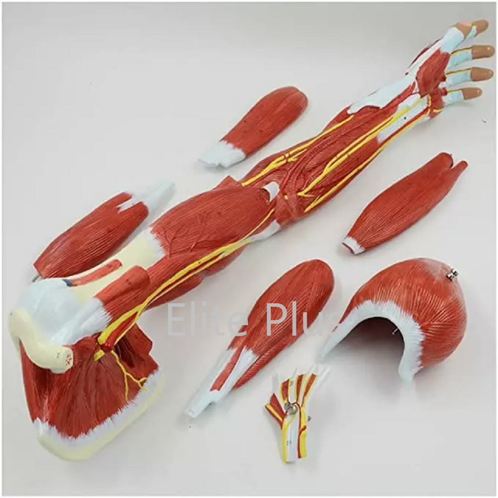 ZX-1221PN Muscular Arm Model 7 parts