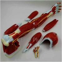 ZX-1221PN Muscular Arm Model 7 parts