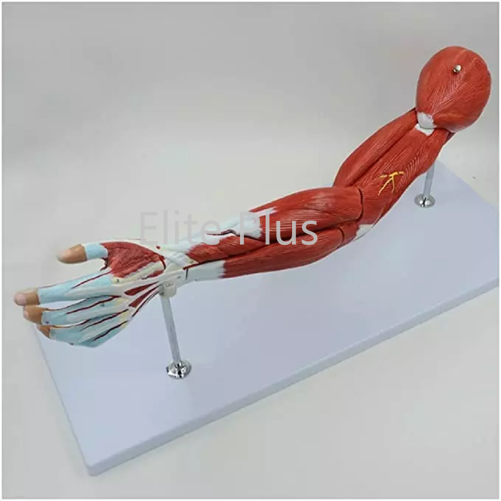 ZX-1221PN Muscular Arm Model 7 parts