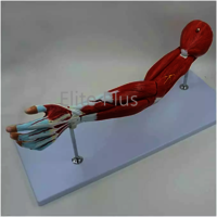 ZX-1221PN Muscular Arm Model 7 parts