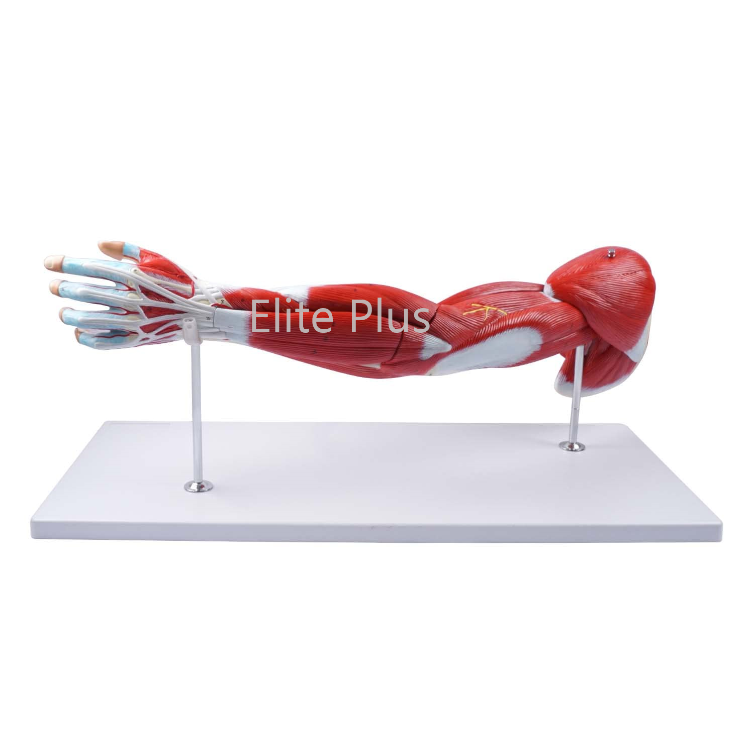 ZX-1221PN Muscular Arm Model 7 parts