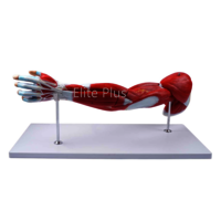 ZX-1221PN Muscular Arm Model 7 parts