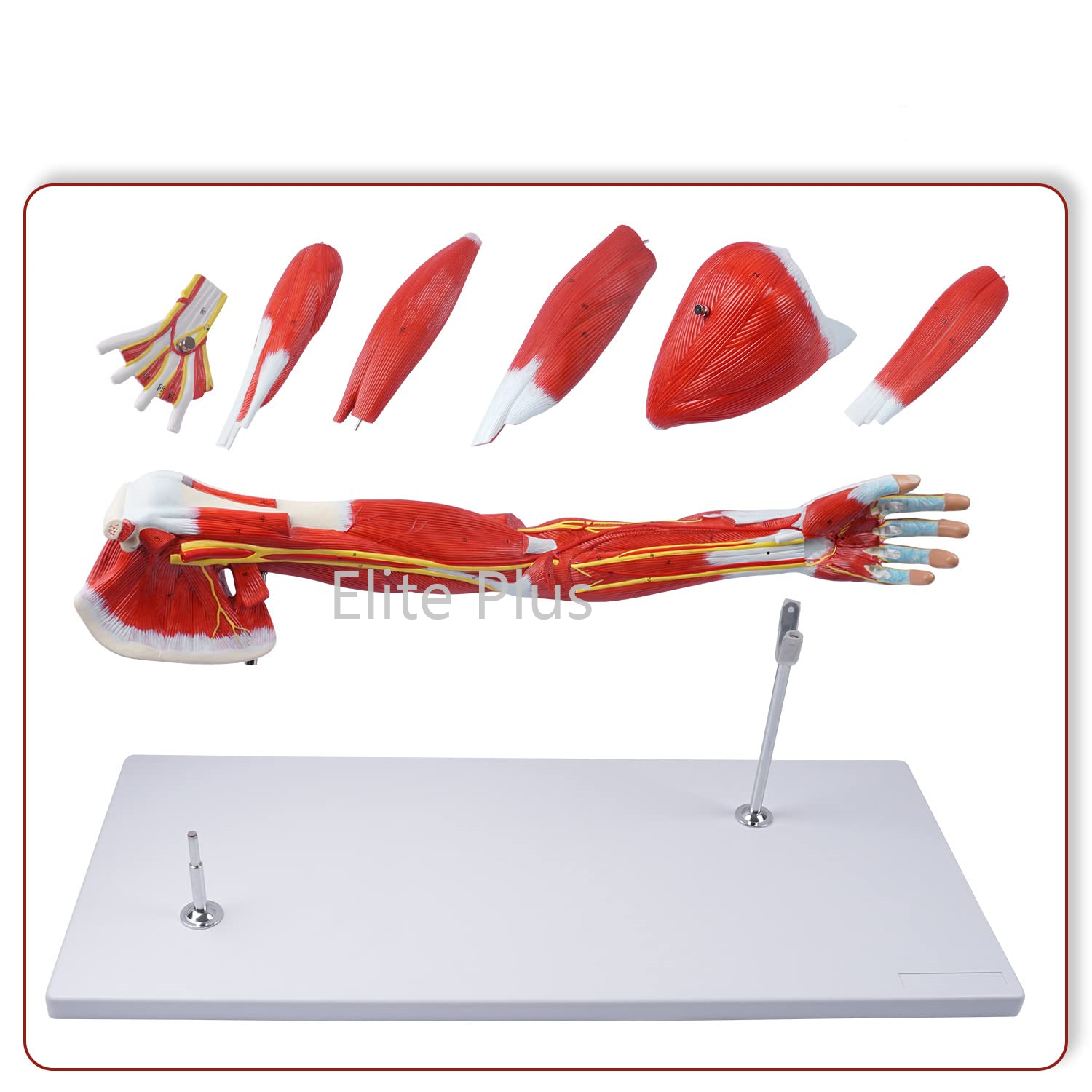 ZX-1221PN Muscular Arm Model 7 parts