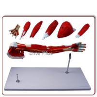ZX-1221PN Muscular Arm Model 7 parts