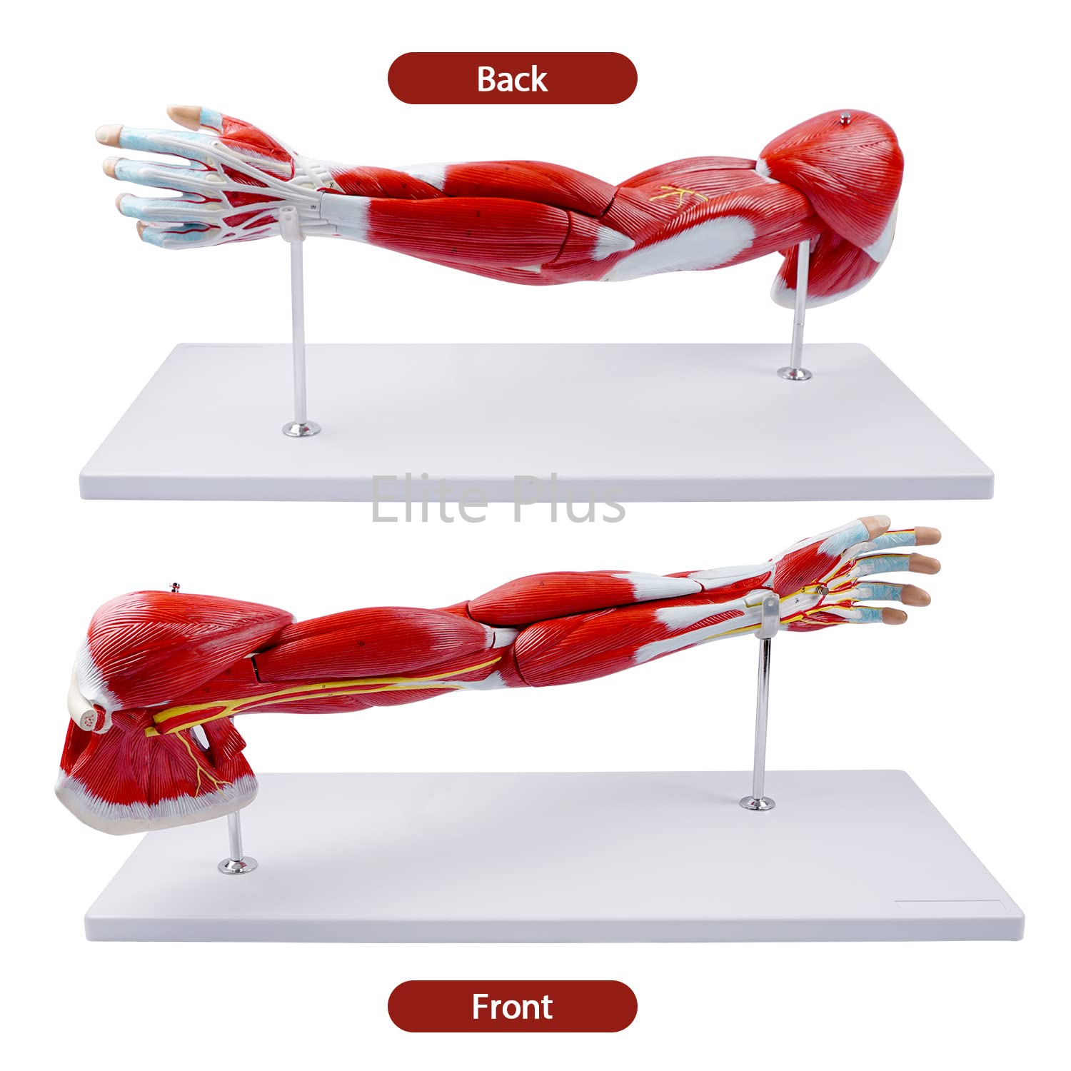 ZX-1221PN Muscular Arm Model 7 parts