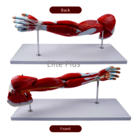 ZX-1221PN Muscular Arm Model 7 parts
