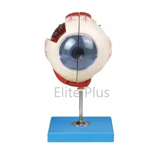 Zx-1410 Eye Model On Stand