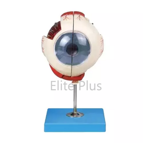 ZX-1410 Eye Model on Stand