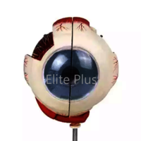 ZX-1410 Eye Model on Stand