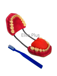 ZX-1427 Teeth Care Model Enlarged with Giant Teeth Brush