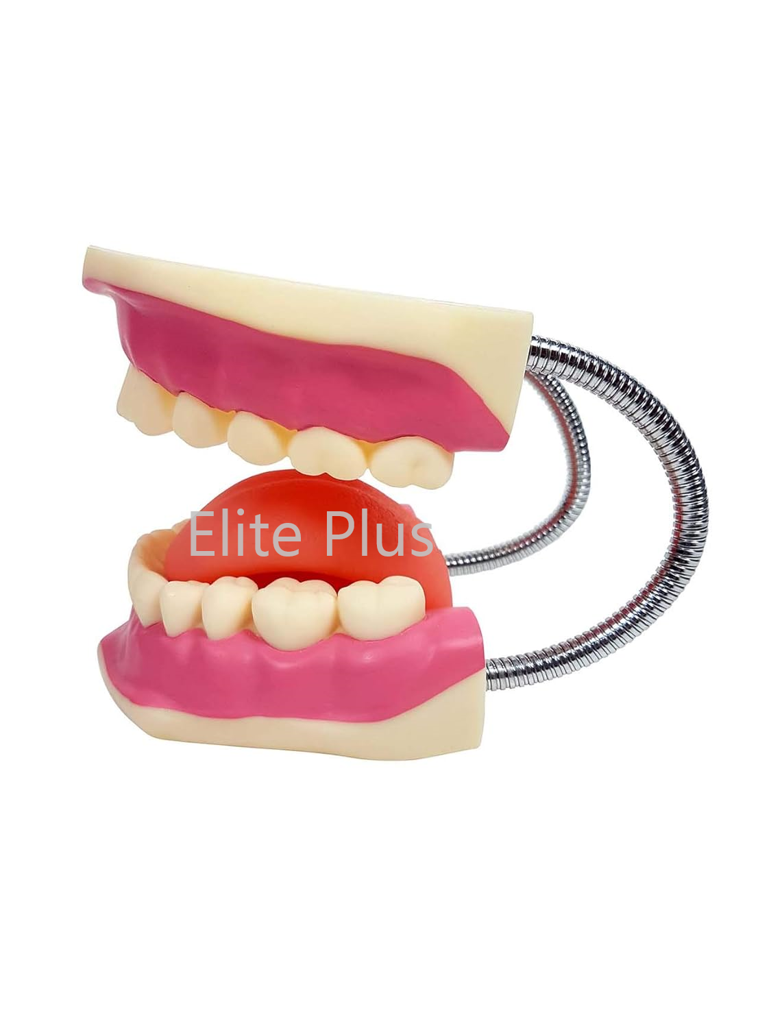 ZX-1427 Teeth Care Model Enlarged with Giant Teeth Brush