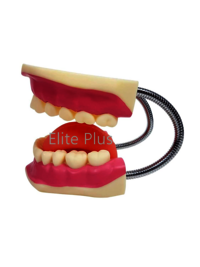 ZX-1427 Teeth Care Model Enlarged with Giant Teeth Brush