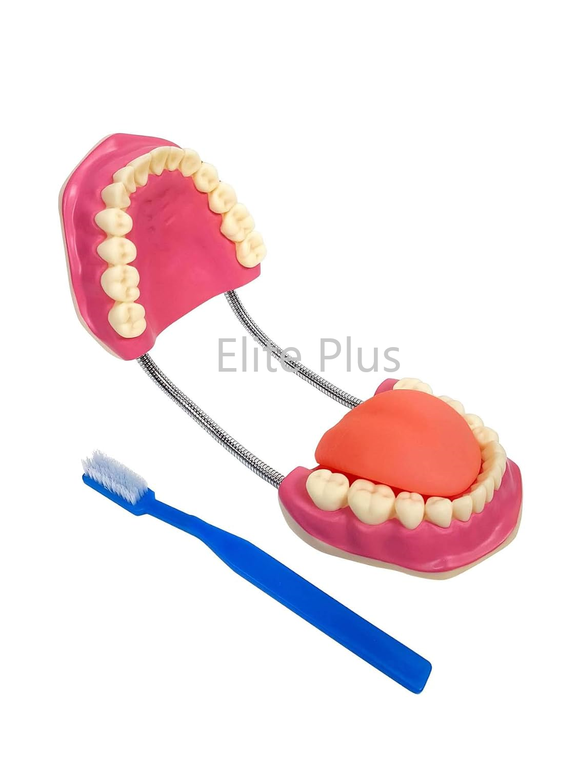 ZX-1427 Teeth Care Model Enlarged with Giant Teeth Brush