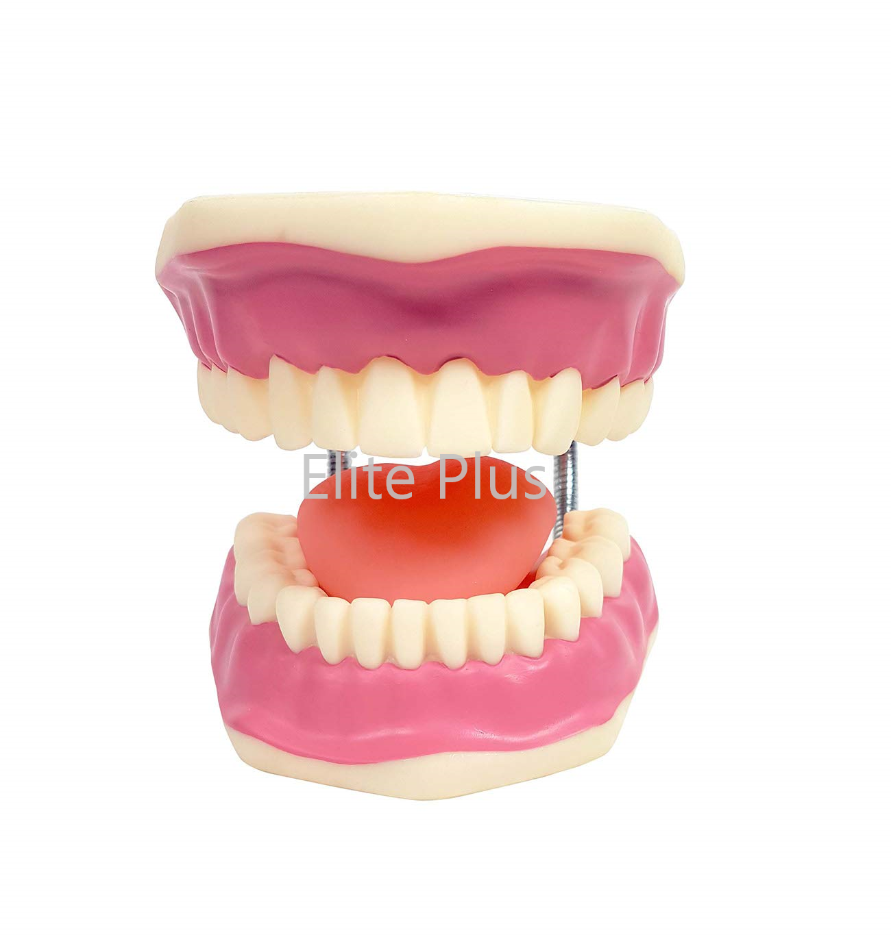 ZX-1427 Teeth Care Model Enlarged with Giant Teeth Brush