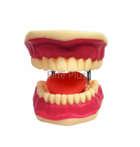 ZX-1427 Teeth Care Model Enlarged with Giant Teeth Brush