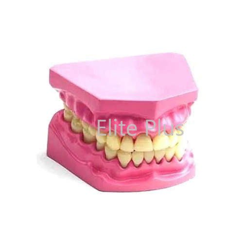 TH002 Dental Model Small