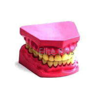Th002 Dental Model Small - Color: Multicolor