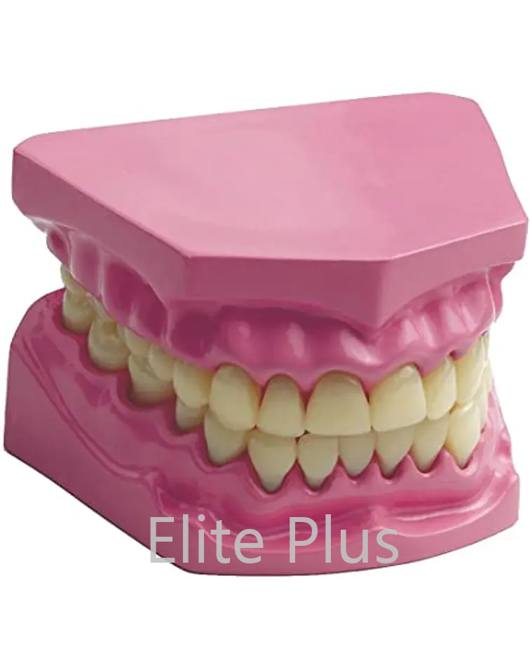 TH002 Dental Model Small