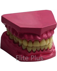 TH002 Dental Model Small