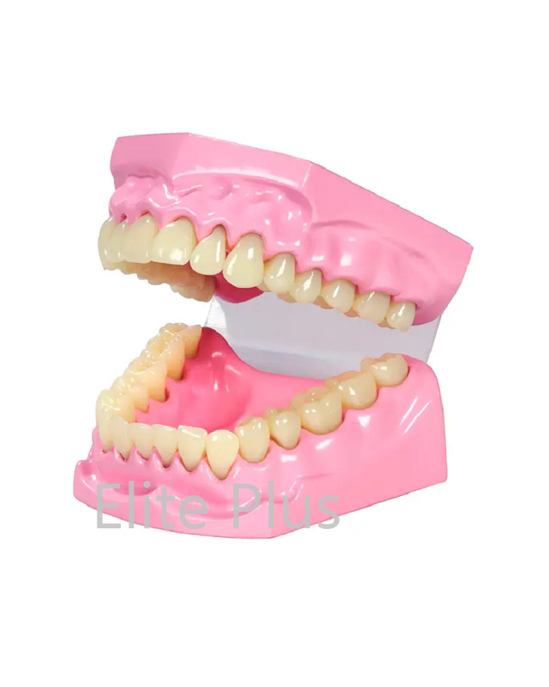 TH002 Dental Model Small