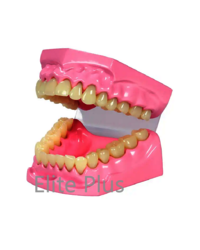 TH002 Dental Model Small