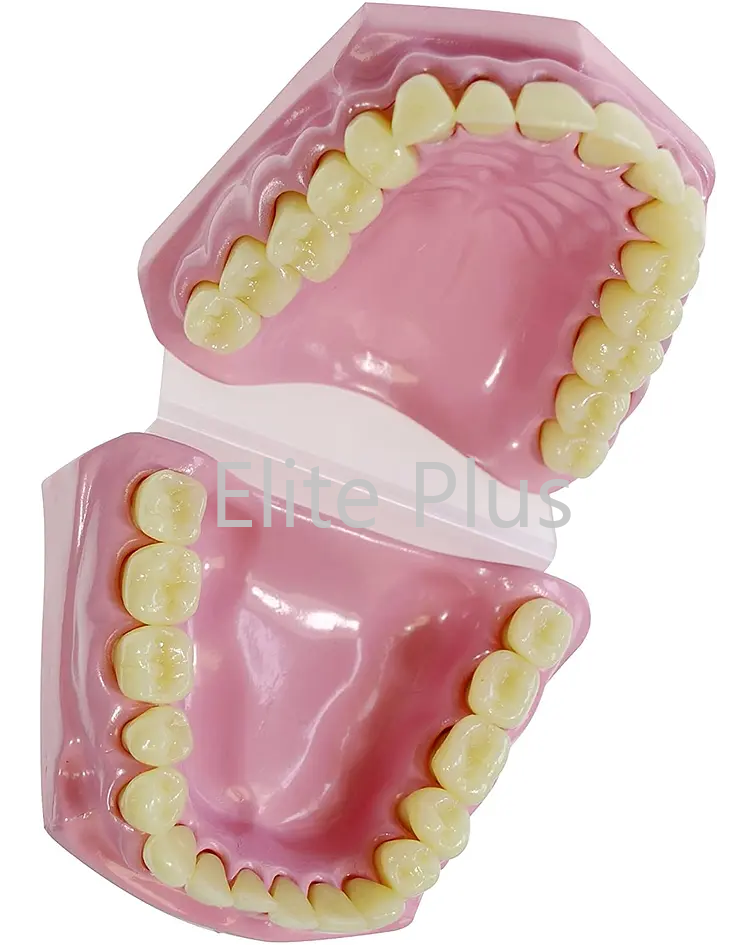 TH002 Dental Model Small