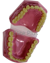 TH002 Dental Model Small