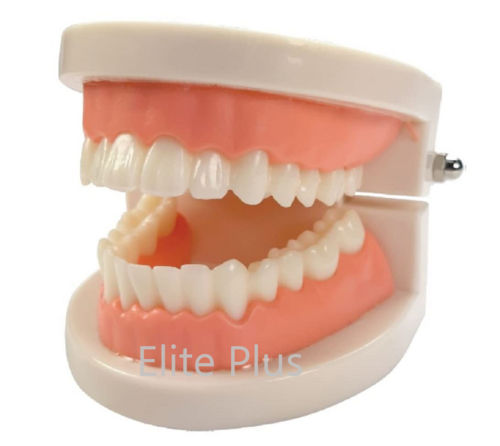 ZX-1442 Dental Model Life Size