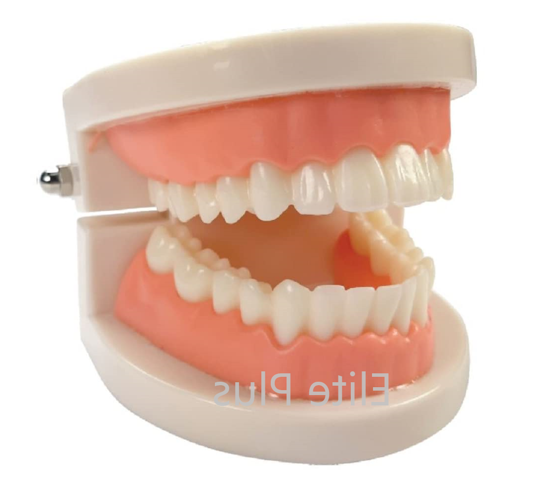 ZX-1442 Dental Model Life Size