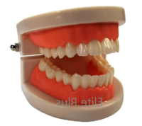 ZX-1442 Dental Model Life Size